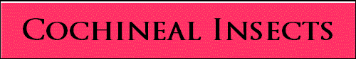 Cochineal Insects