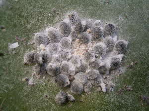 Cluster of female cochineal insects on opuntia