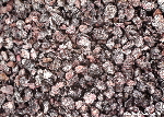 Buy whole cochineal insects here